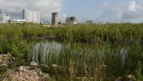 Vuelve "el verde" al Malecón Tajamar (Fotos)