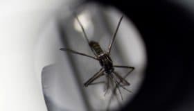 Florida reporta el mayor brote de dengue de EE.UU. en más de una década