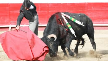 Ministros no discutieron sí corridas de toros son patrimonio cultural ni tampoco sí estas implican crueldad animal: Aristegui