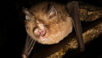 En Asia, 40% de los murciélagos tiene un origen desconocido