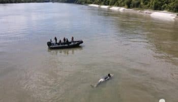 Hallan muerta a la orca que estaba varada en el río Sena