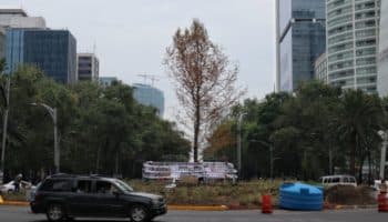 Ahuehuete de Reforma no está muerto, está en "adaptación", afirman