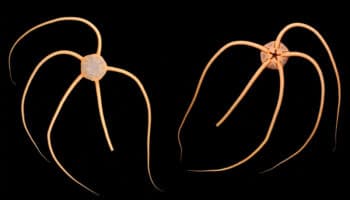 Científica mexicana de la UNAM descubre 9 especies nuevas en aguas profundas del Pacífico