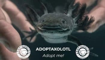 ¿Quieres adoptar un ajolote de manera virtual? La UNAM lanza el programa para hacerlo ¡Checa los detalles aquí!