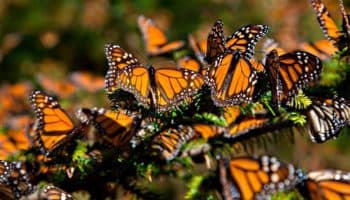 Primeros registros de llegada de la mariposa Monarca a santuarios mexicanos: Conanp