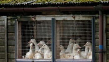 Sonora: Sacrifican 15 mil aves por brote de gripe aviar