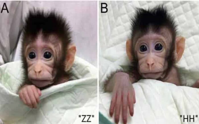 Clonación de mono en China no es un riesgo para la humanidad: experta