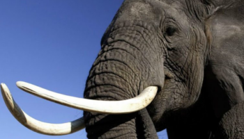 El comercio de marfil por internet continúa en la UE a pesar de las restricciones
