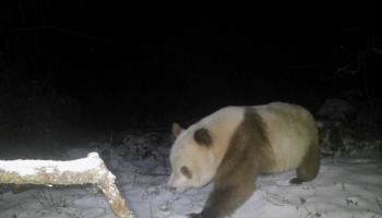 Oso panda pardo; Avistado en China por primera vez en 6 años