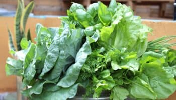 ¿Qué es la acelga y para qué sirve?