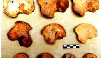 Niños y gemelos eran sacrificados en Chichén Itzá, revela estudio de genomas antiguos