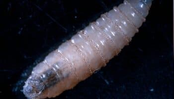 ¿Cómo afecta el gusano barrenador a los animales y por qué preocupa su llegada a México?