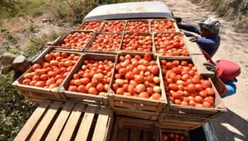 Difícilmente podrían sustituir el jitomate mexicano en EU: Juan Carlos Anaya