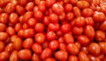 Finalización del acuerdo sería desastroso para la industria mexicana: Gándara