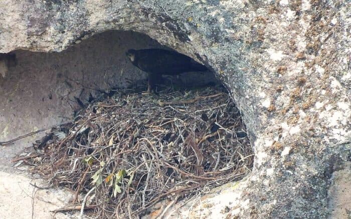 Águila real reaparece en la Sierra de Álica, Nayarit