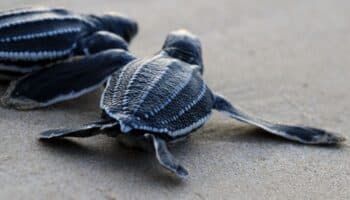 Veinte millones de tortugas marinas nacen con programa de conservación en Caribe mexicano