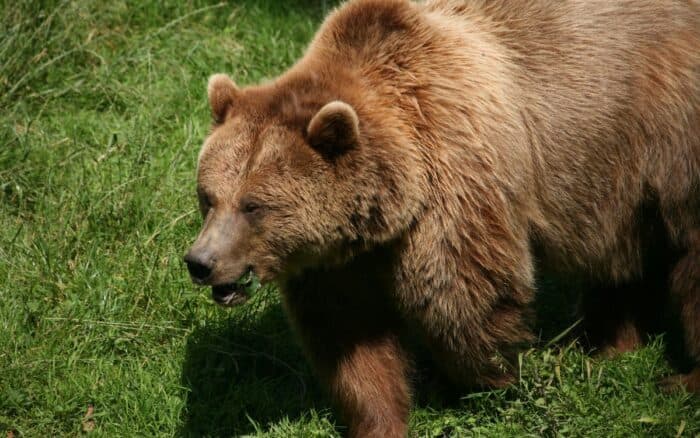 Matan a 64 osos pardos en lo que va del año en Eslovaquia