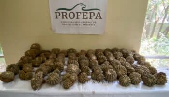 Cactáceas ilegales: Profepa desmantela red de tráfico internacional