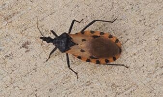 ¿Hacia qué zona de México se dirigen las chinches besuconas? | iNaturalist