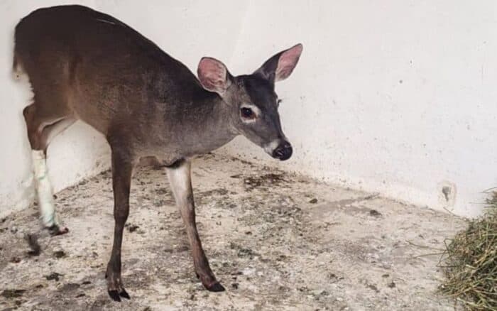 Brigada de Vigilancia Animal rescata a un venado lesionado en Cuajimalpa