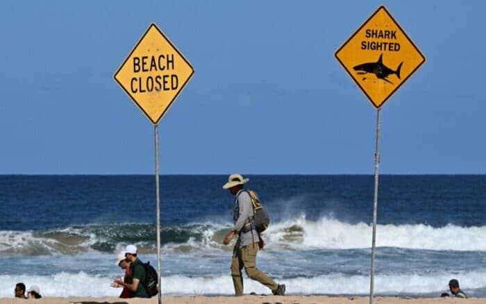 Muere surfista al ser mordido por un tiburón en Sídney | Video