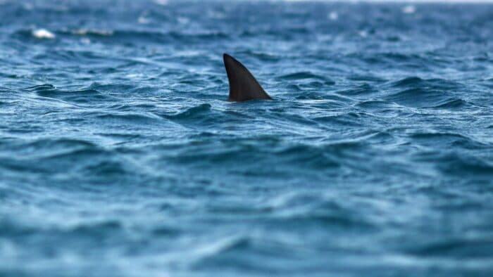 Prohibido el comercio mundial de mantarraya, tiburón ballena y tiburón oceánico