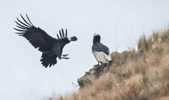 Bolivia: el Cañón de Pilaya, el sexto más profundo del mundo, da otra oportunidad al cóndor y al oso andino