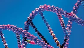 Crean 'ancIBD': descubre tu historia genética y conoce a tus antepasados