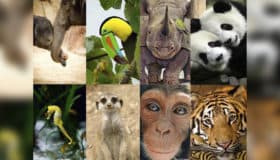 Ancestros de mamíferos comenzaron a tener "sangre caliente" hace 233 millones de años, revela estudio