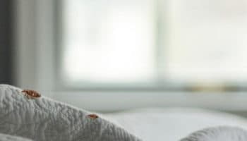 Las chinches: Huéspedes indeseables, en Niñonautas con Kirén Miret | Video