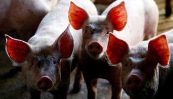 México suspende las importaciones de productos porcinos de España ante el brote de peste porcina