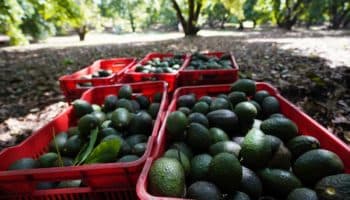 AMLO espera que el lunes se normalice la exportación de aguacate michoacano