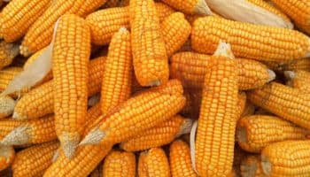 Los mexicanos no queremos comer tortillas de maíz transgénico: Julio Berdegué Sacristán | Entérate