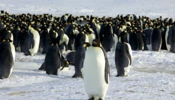 Celebramos el Día Mundial del Pingüino este 25 de abril