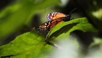 Mariposas monarca inspiran esperanzas de que aumente su población
