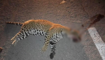 Atropellan a jaguar en carretera Cancún- Playa del Carmen
