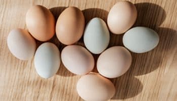 Contrabandistas de huevos abundan ante altos precios en Estados Unidos