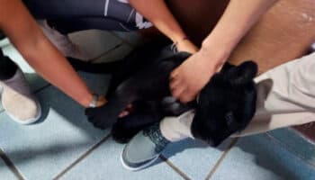 Profepa rescata a cachorro de jaguar negro en Jalisco tras denuncia de actriz