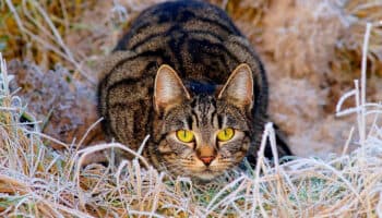 La nariz de los gatos funciona como un equipo de análisis químico