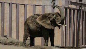 SCJN atrae caso de Ely, elefante encerrada en Zoológico de Aragón