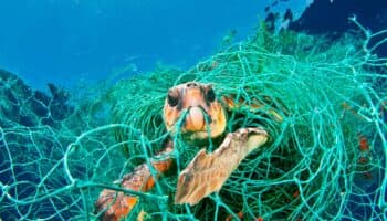 ONG pide sanciones comerciales a México por pesca ilegal de tortugas