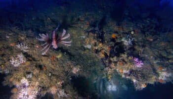 Urgente proteger arrecifes descubiertos en el Golfo de México: Greenpeace