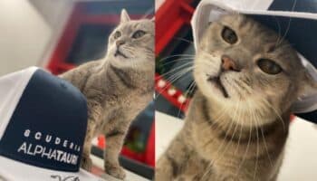 Fotos y videos | ¡Prrrr, prrr! Formulino, el gatito sensación de la F1