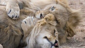 Día Mundial del León: En África, a un paso de la extinción