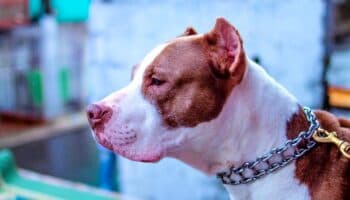 Un mito, las razas ‘agresivas’ de perros: UNAM