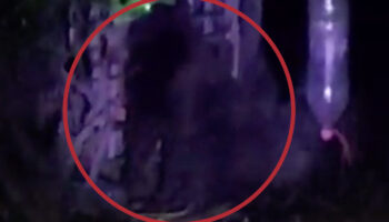 ¡Atención, gorila suelto! Hidalgo emite alerta por presencia del primate | Video