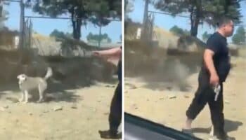 Acusan a excandidato del PVEM y a su hermano por presuntamente matar a perrito