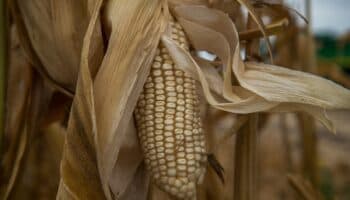 Caminamos en dirección a una crisis alimentaria | Artículo