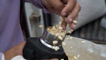 Aranceles a maíz blanco beneficiará producción local: AMLO