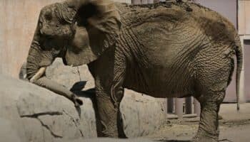 Corte atrae caso de Ely; 'podría lograr libertad': abogada